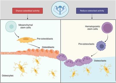 The role of mechanically sensitive ion channel Piezo1 in bone remodeling